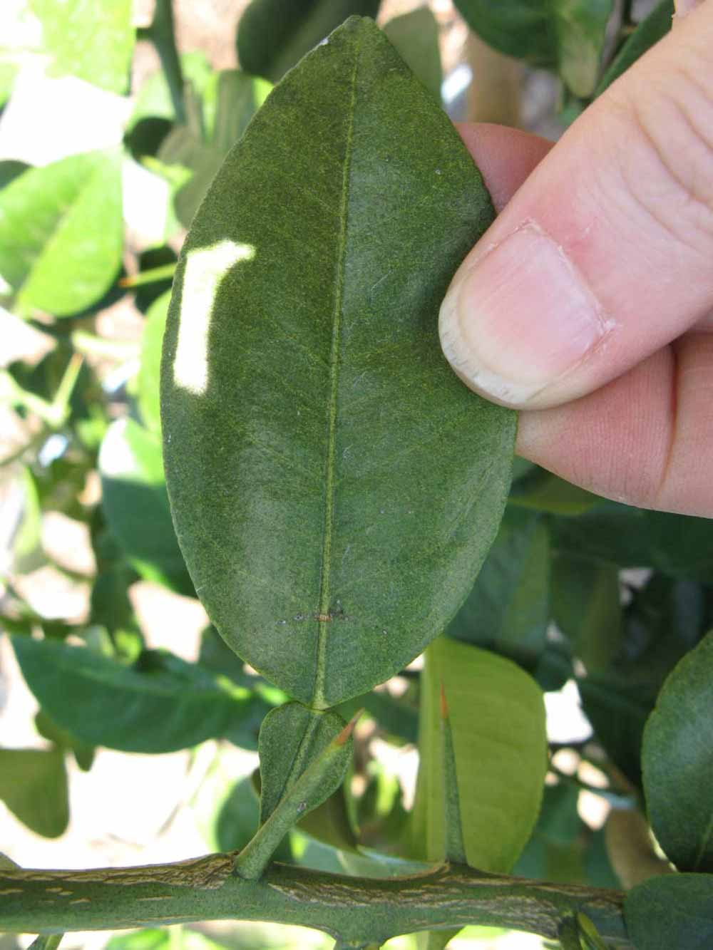              Unifoliolate leaf (Winter Haven, FL)       